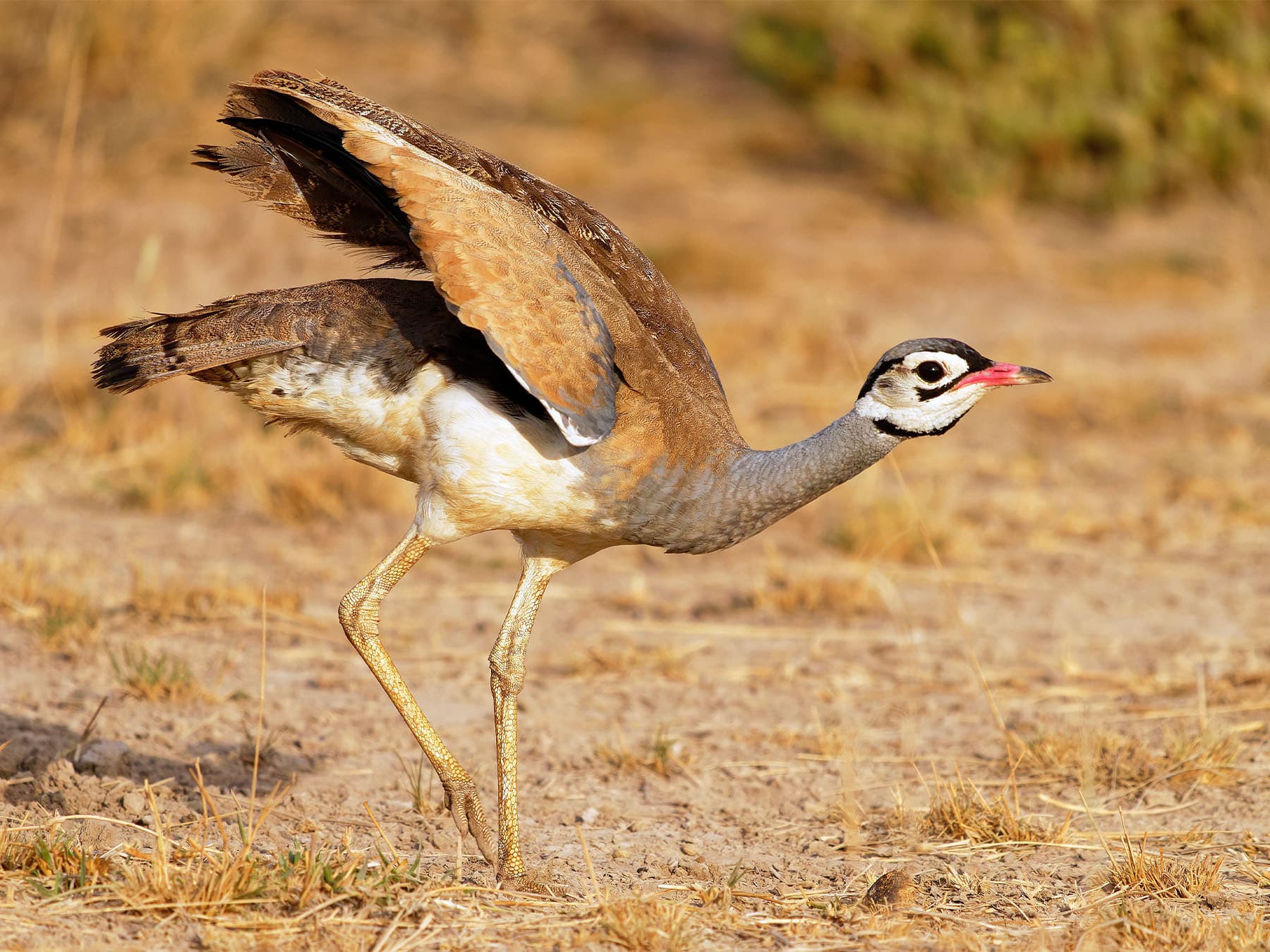 White-bellied Bustard in natural habitat