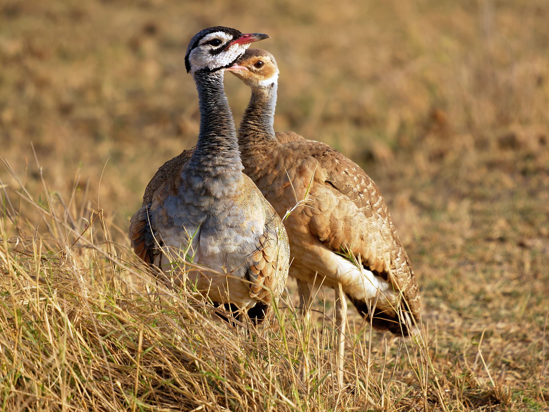 White-bellied Bustard male (left) and female (right)