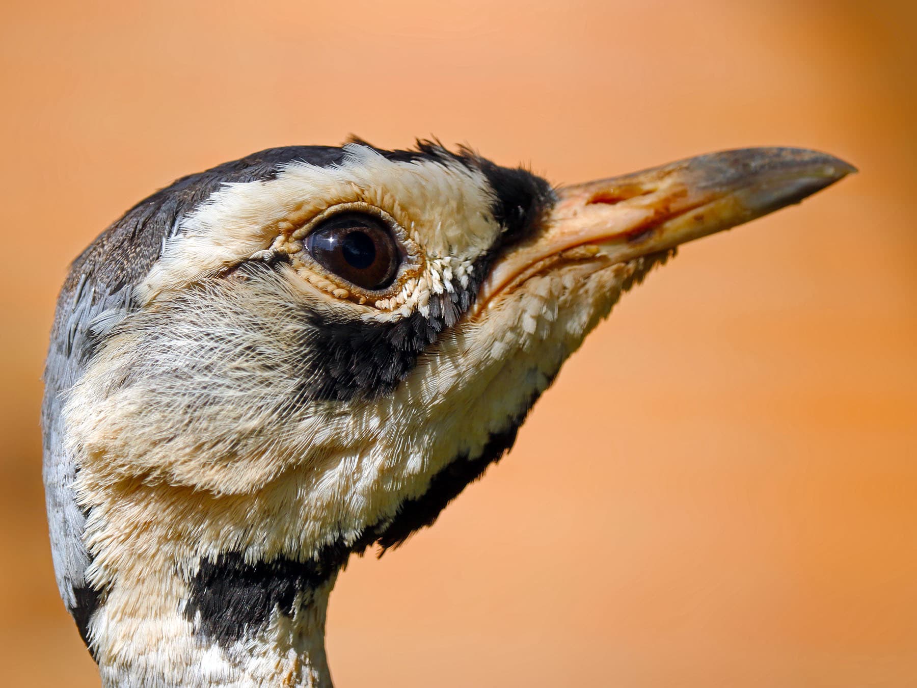 Portrait of a White-bellied Bustard