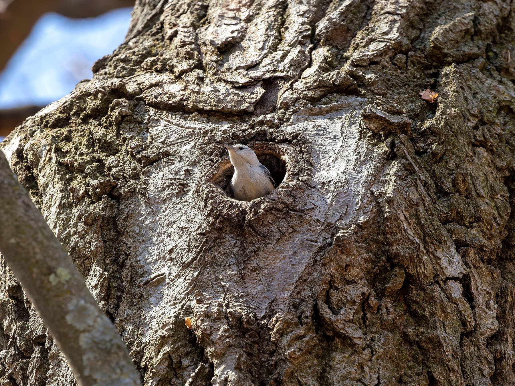 White-breasted Nuthatch looking out from its nest hole