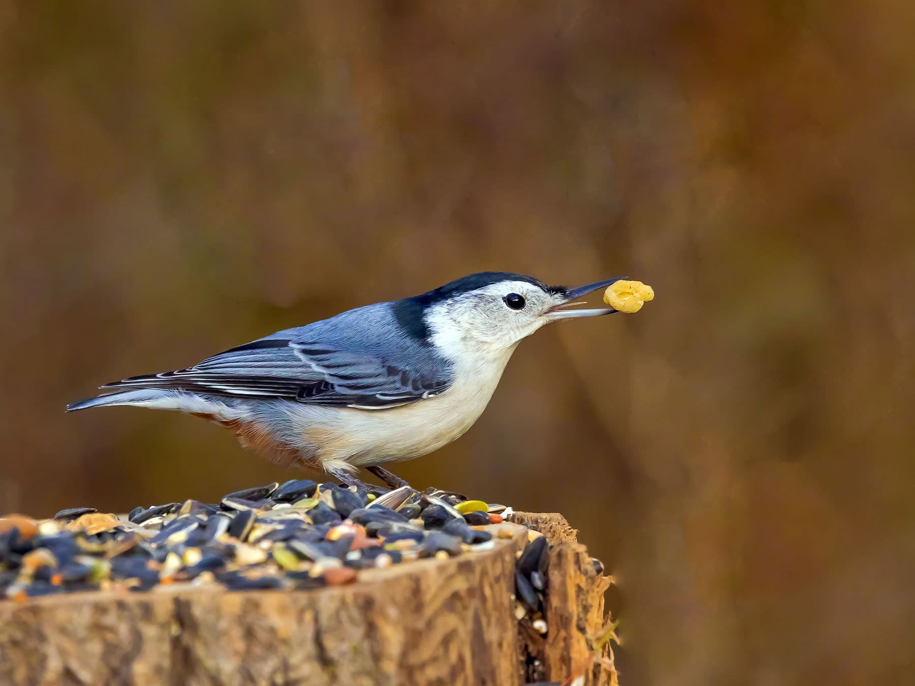 White-breasted Nuthatch feeding on a nut