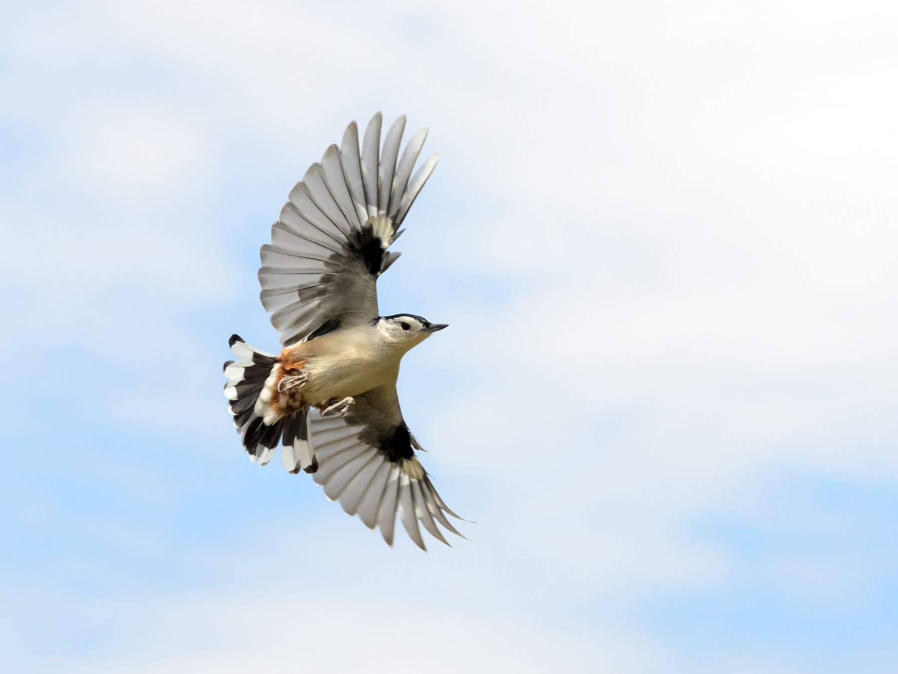 White-breasted Nuthatch in-flight