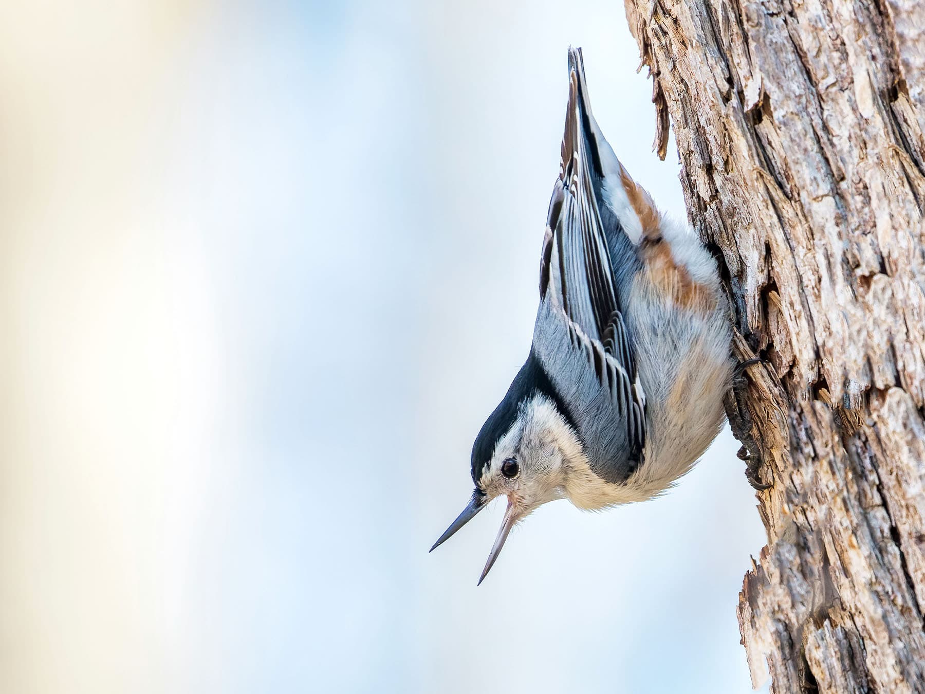 White-breasted Nuthatch on the side of a tree trunk calling