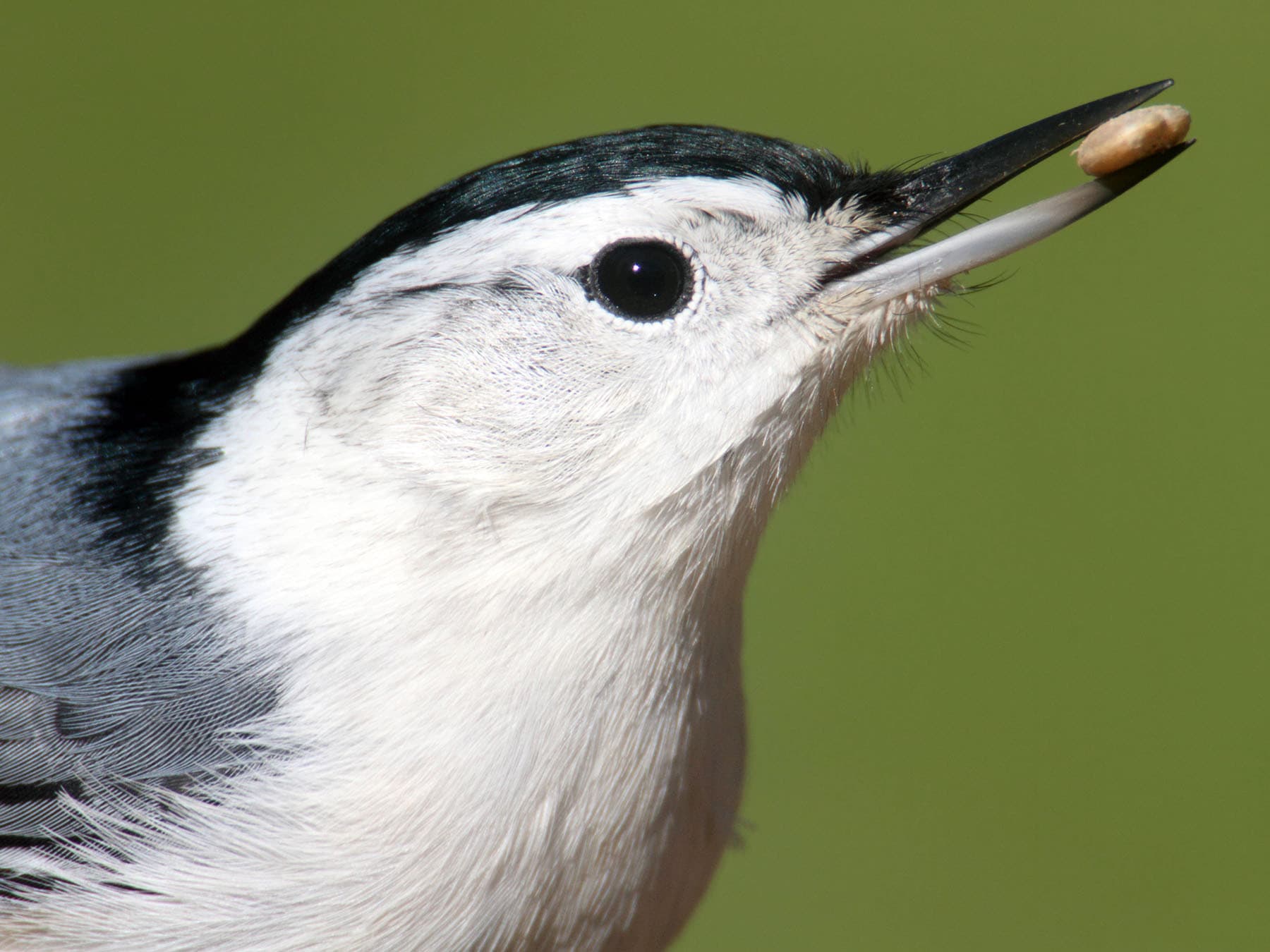 Portrait of a White-breasted Nuthatch
