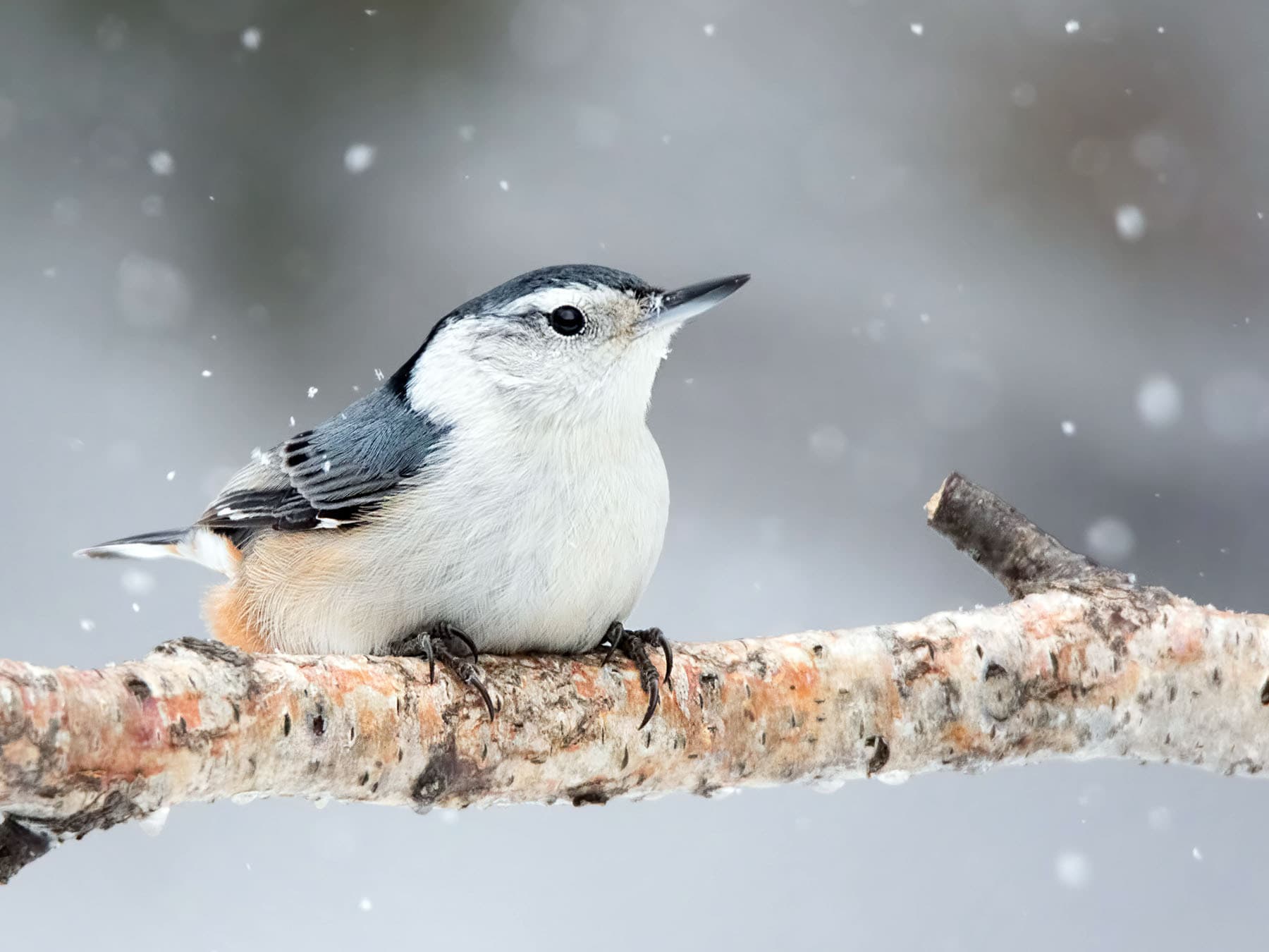 White-breasted Nuthatch perched on a branch during the winter