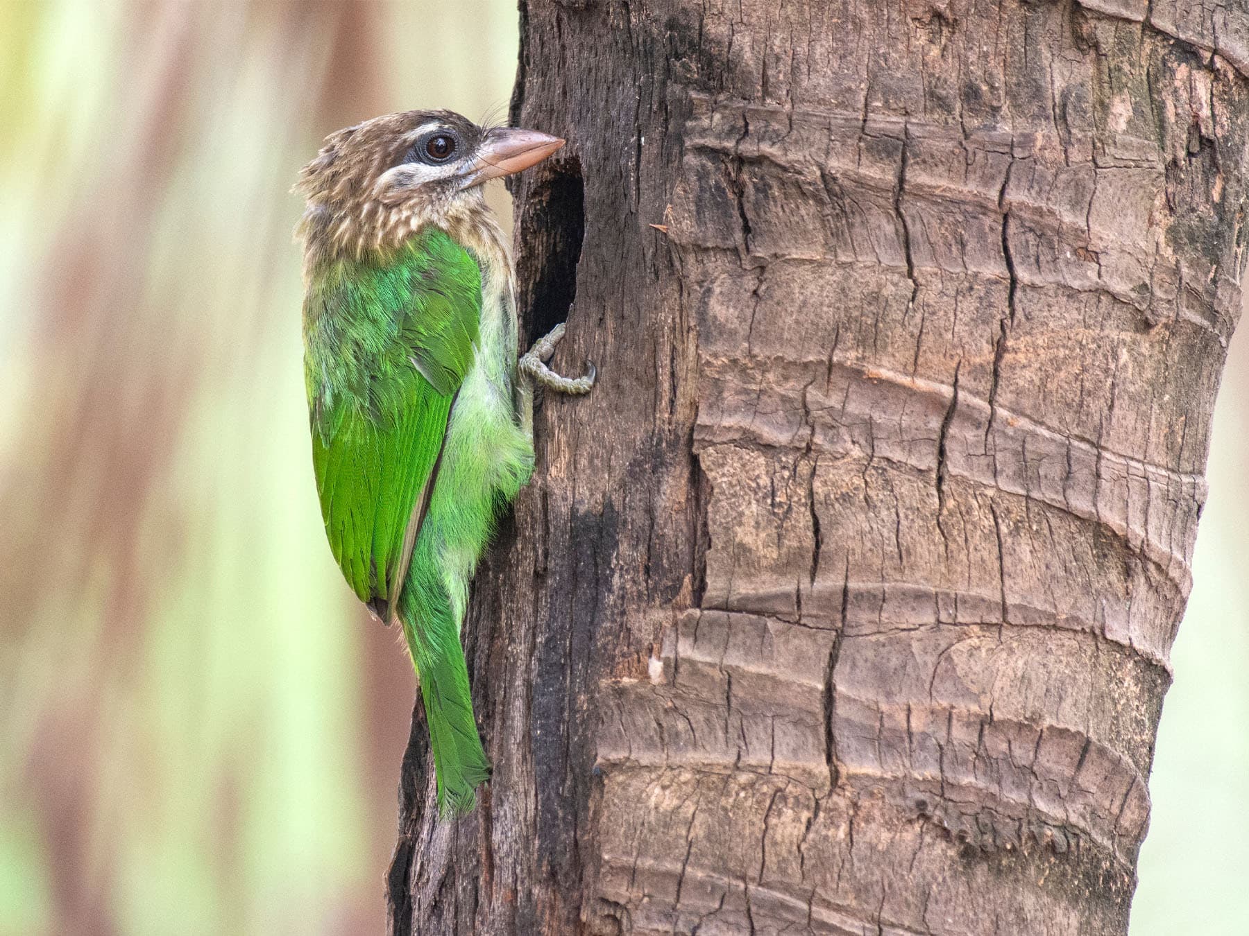 White-cheeked Barbet at nest cavity