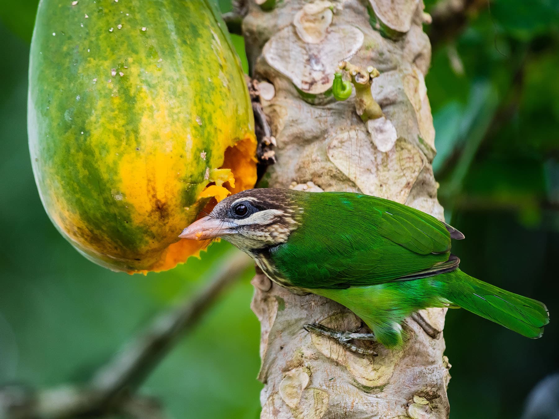 White-cheeked Barbet feeding on papaya