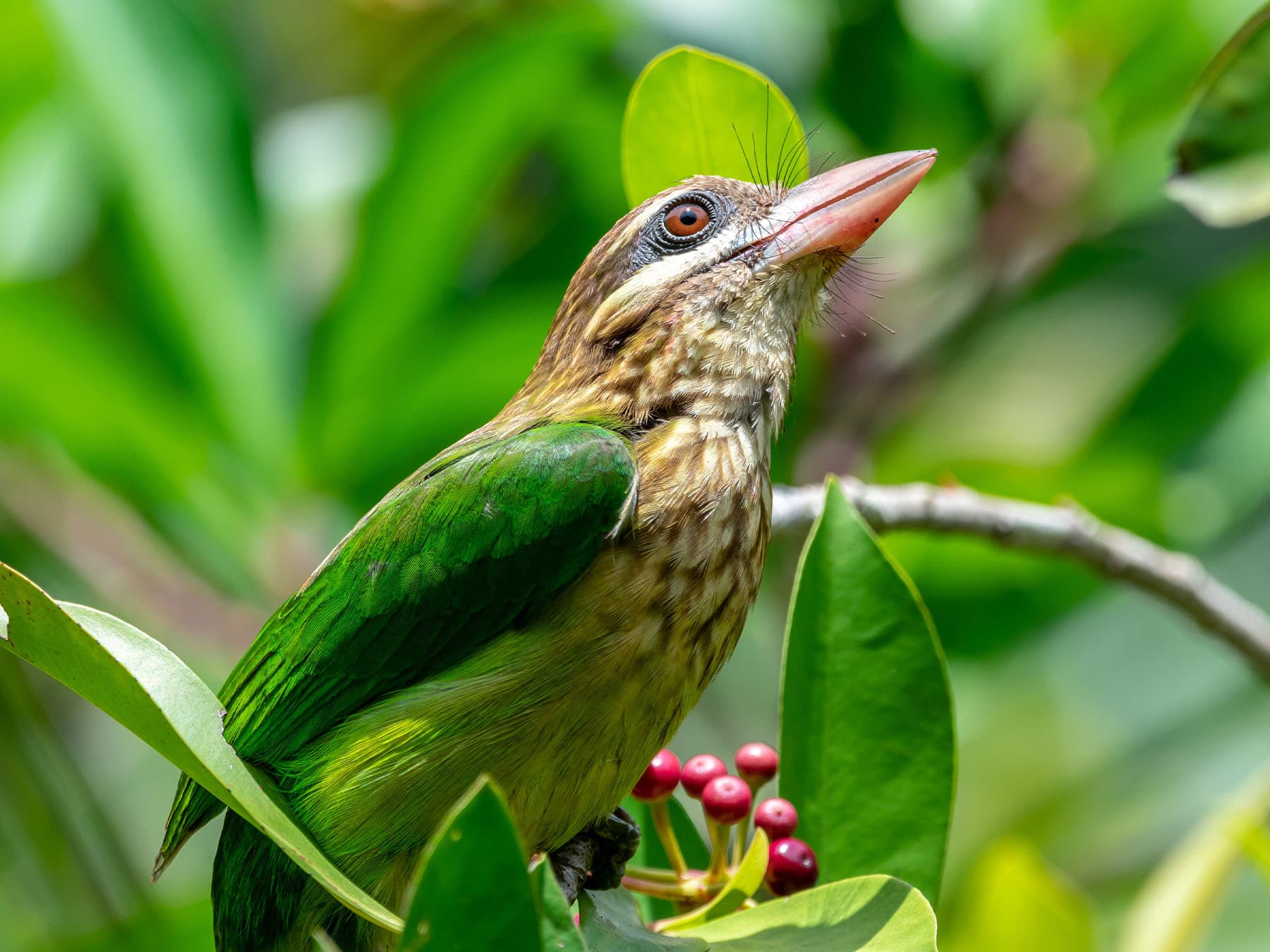 White-cheeked Barbet perching in a berry tree