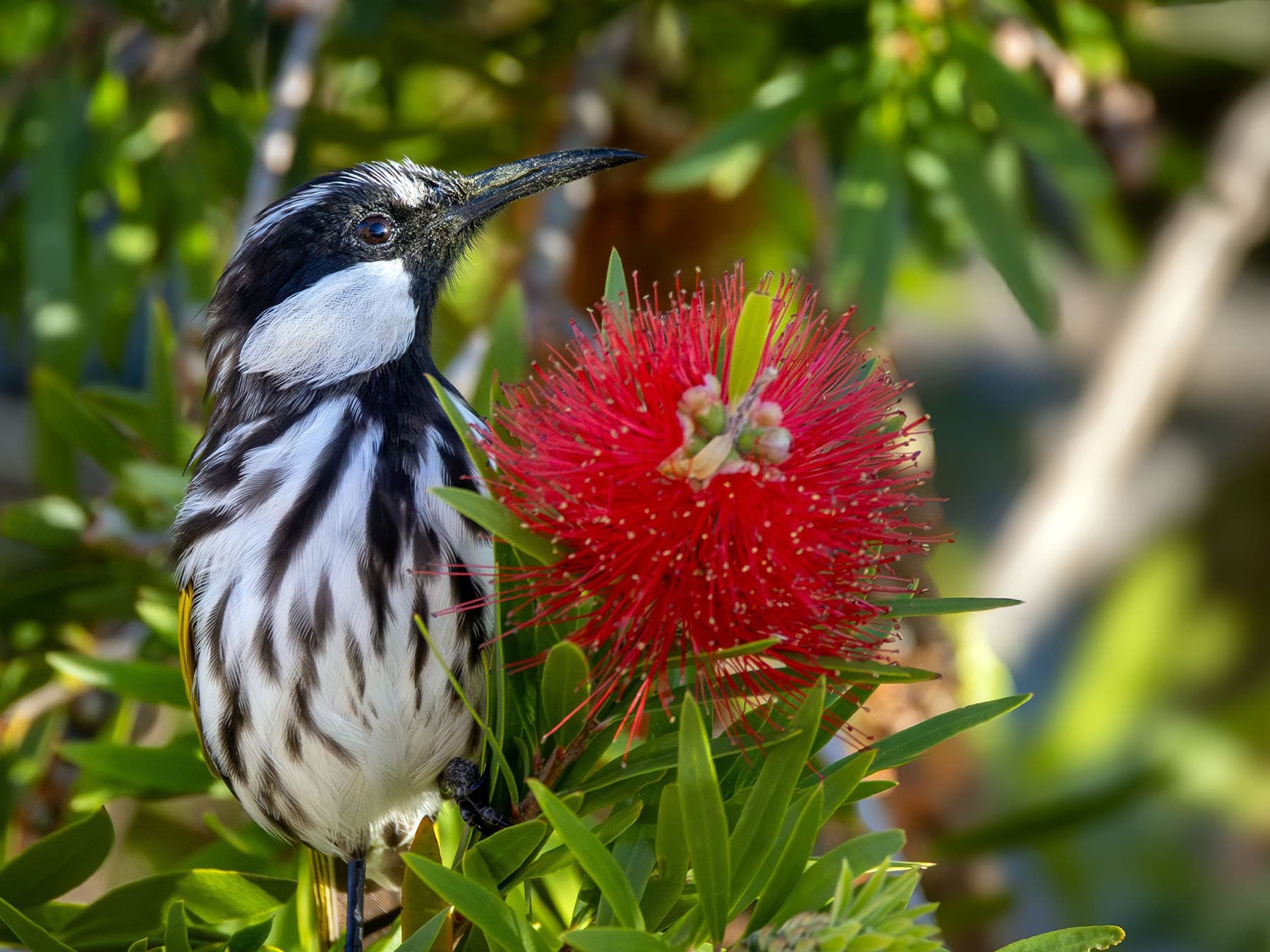 White-cheeked Honeyeater in a Bottlebrush tree