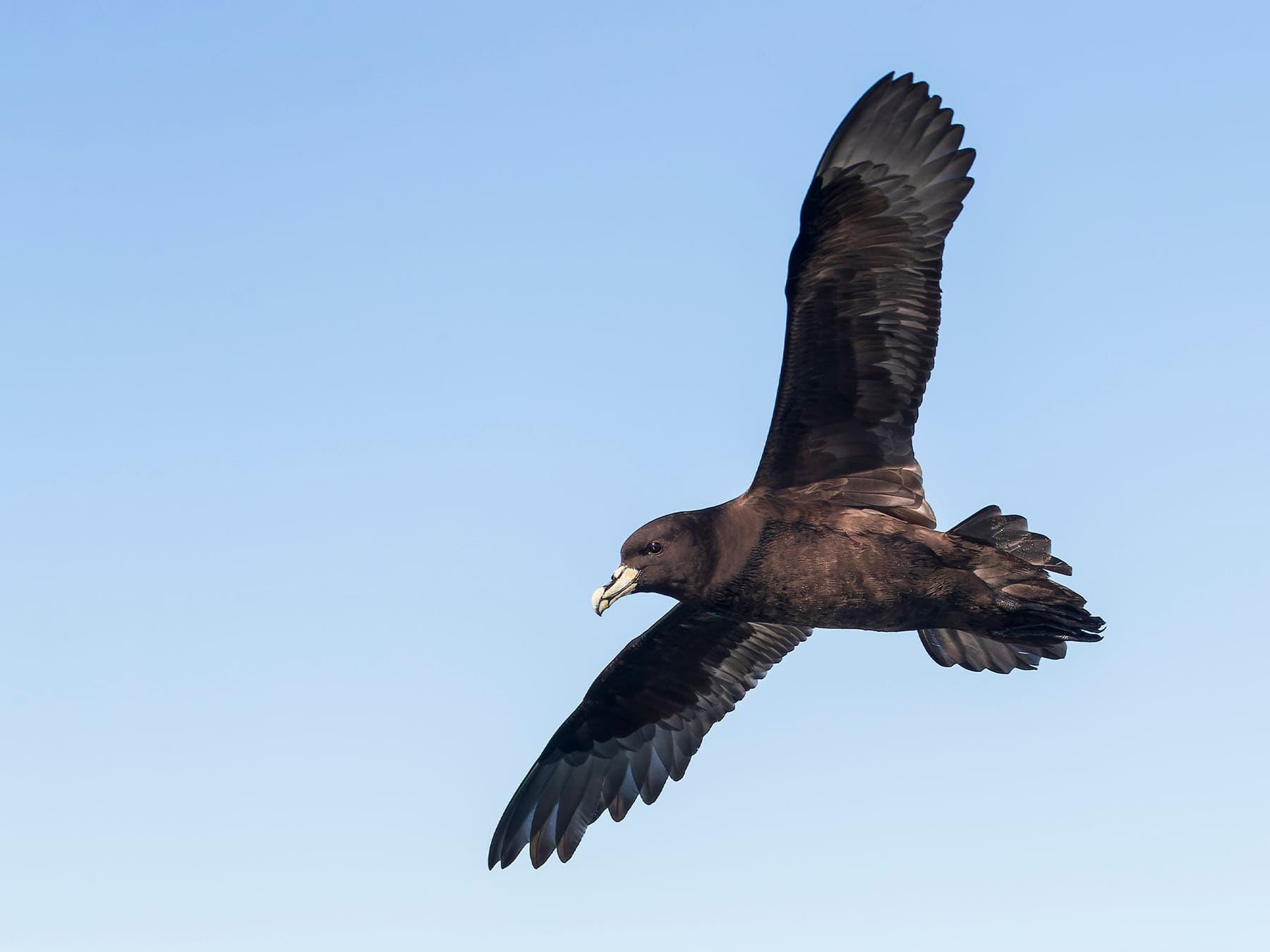 White-chinned Petrel in-flight