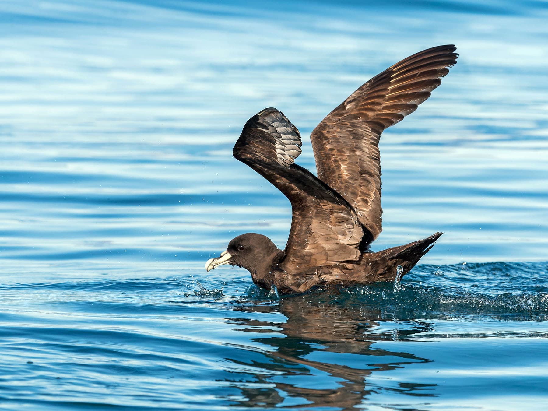 White-chinned Petrel in the sea with open wings