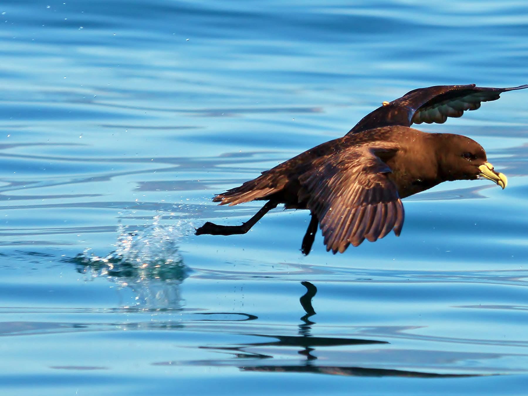White-chinned Petrel taking-off from the water