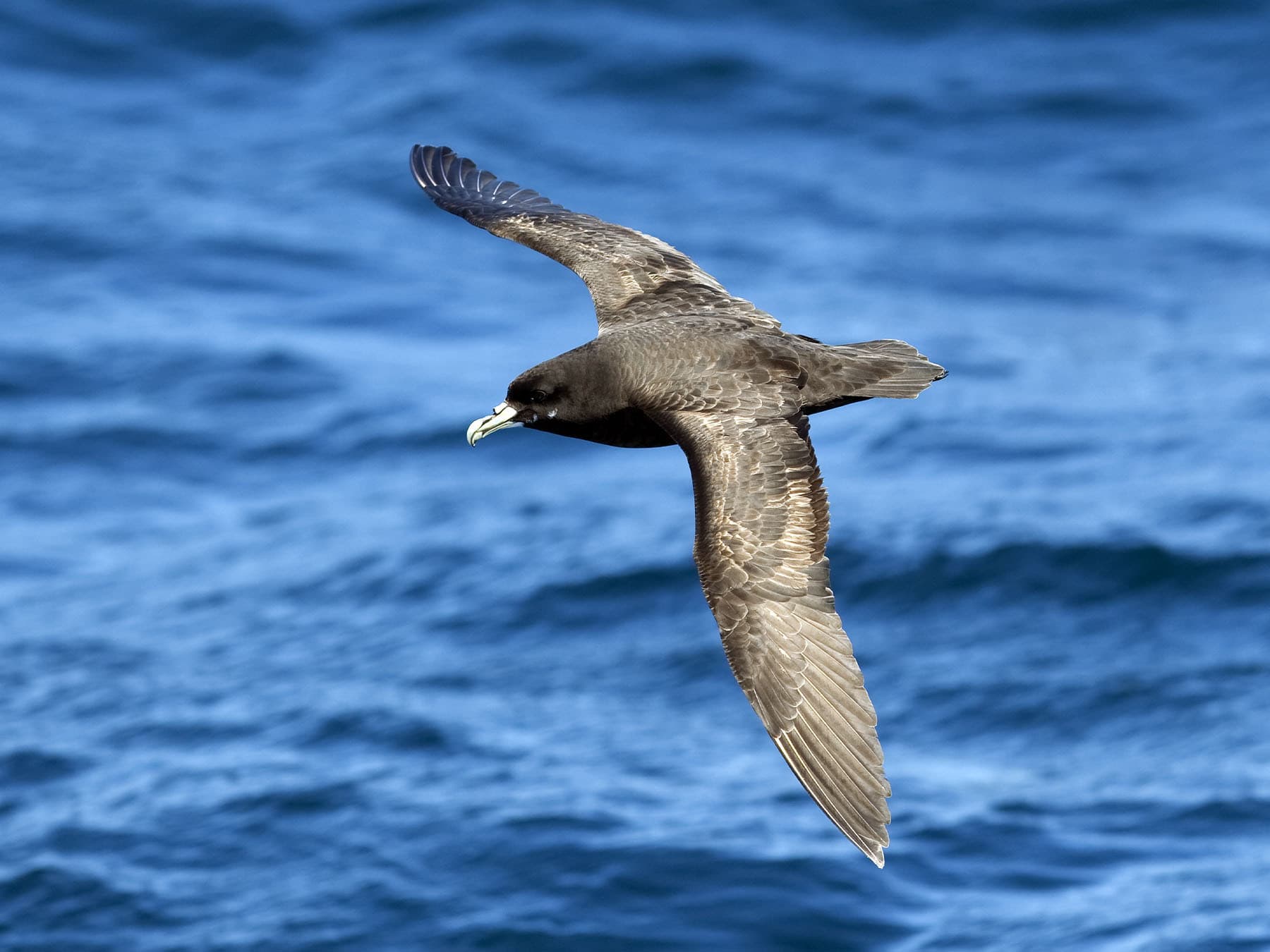 White-chinned Petrel