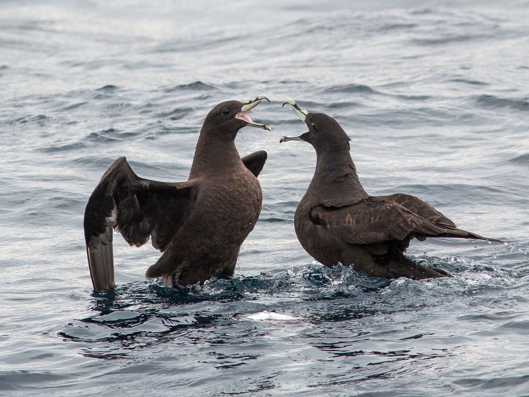 Pair of White-chinned Petrels in the sea