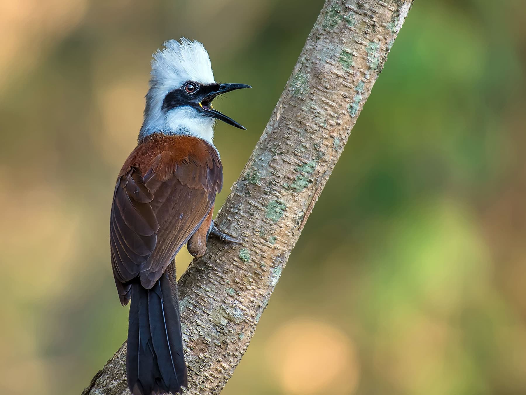 White-crested Laughingthrush calling