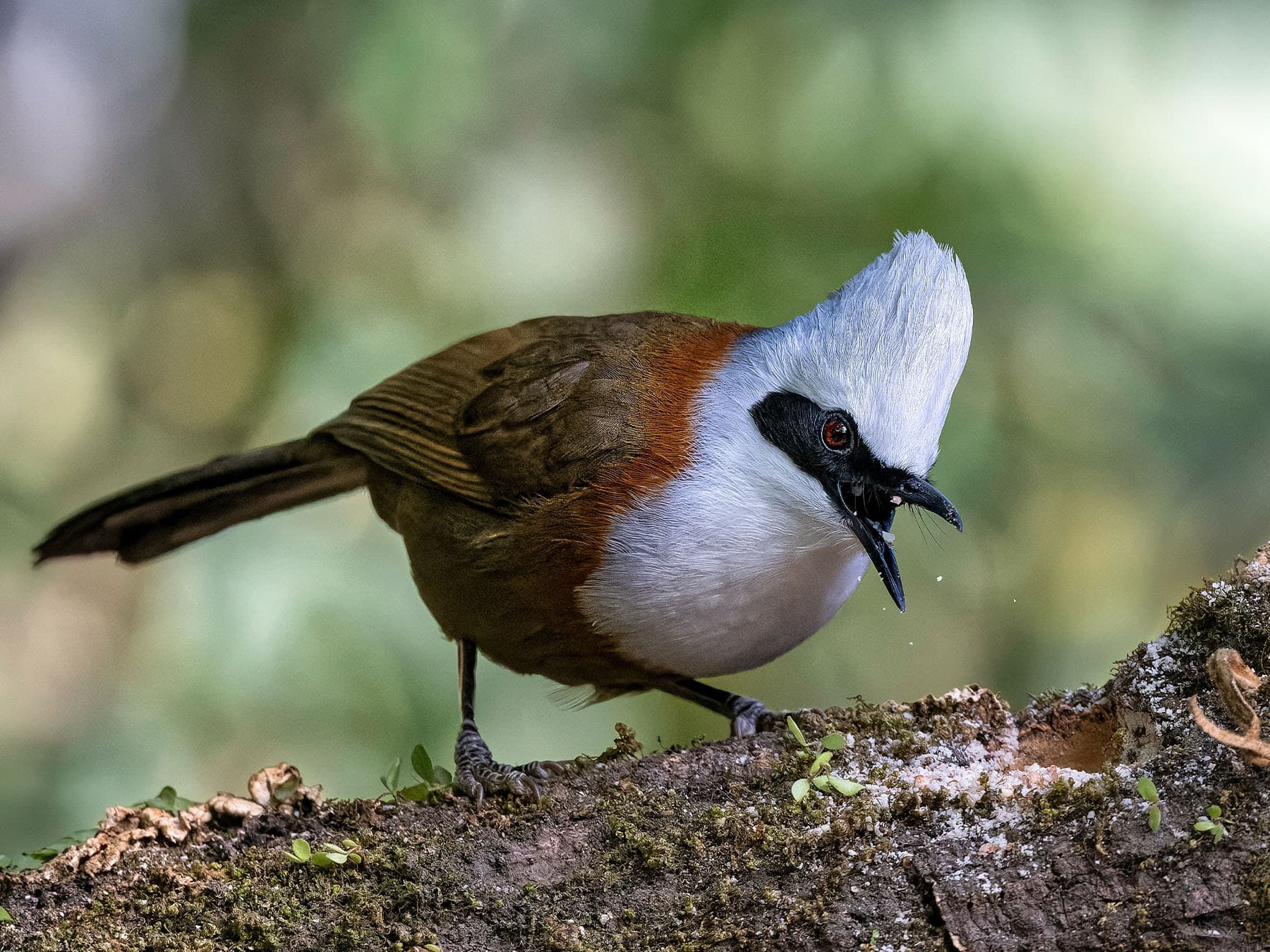 White-crested Laughingthrush feeding