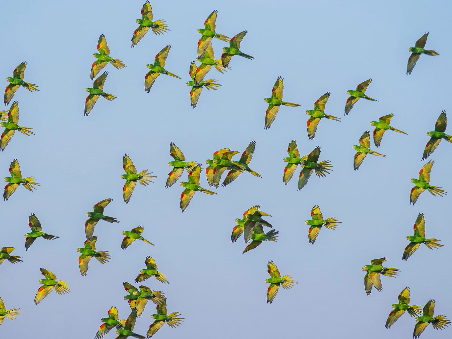 White eyed parakeet flock