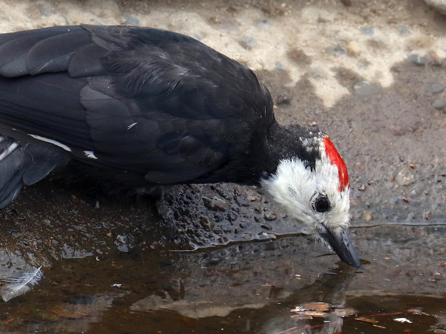 White-headed Woodpecker drinking from a pool