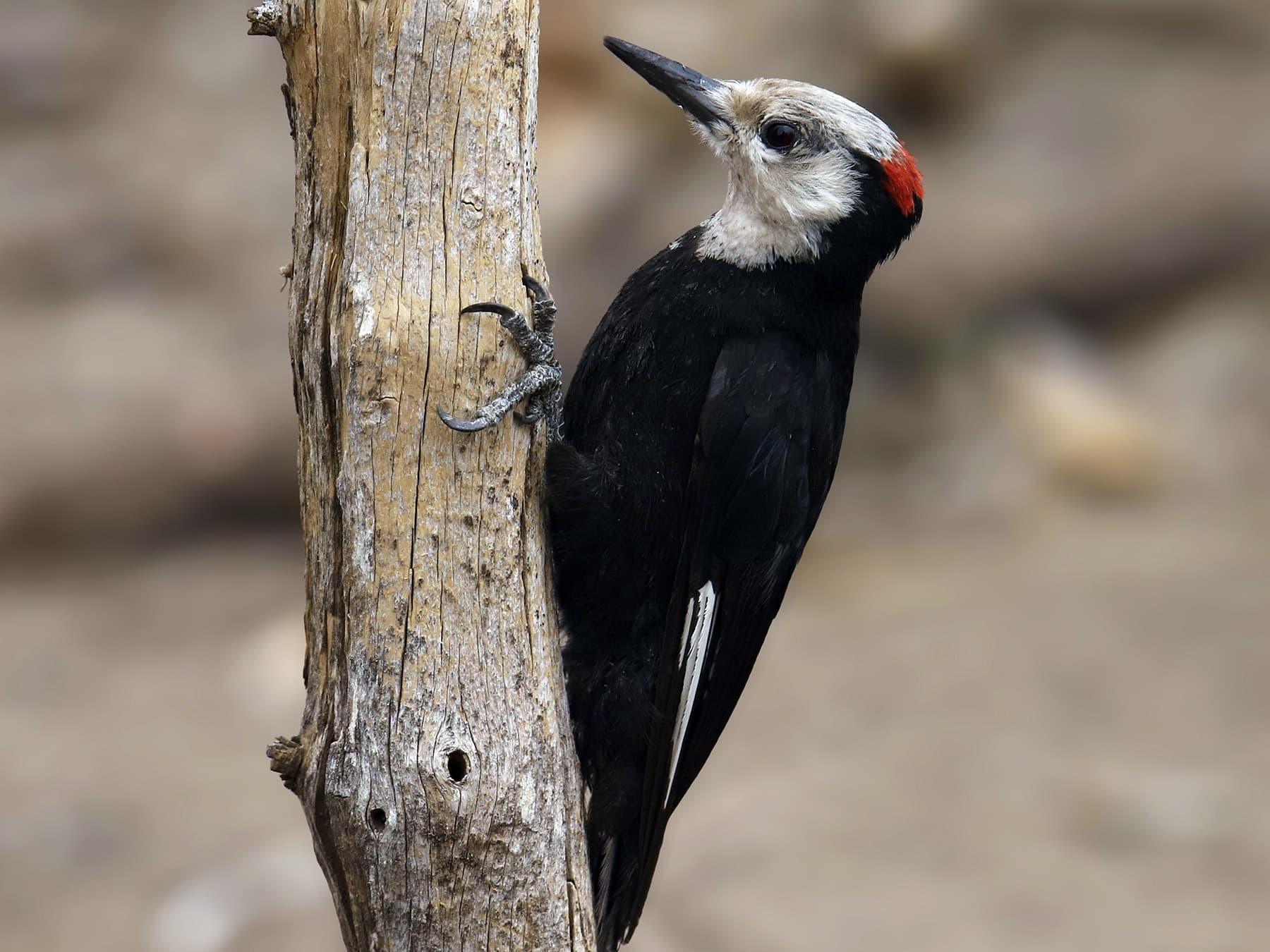 White-headed Woodpecker Male