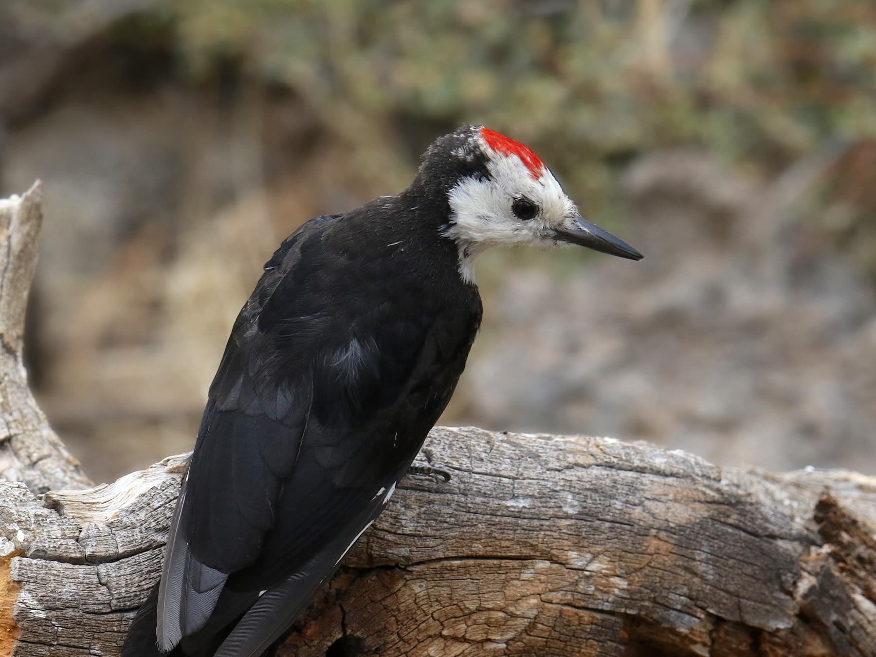 White-headed Woodpecker perching on a fallen log