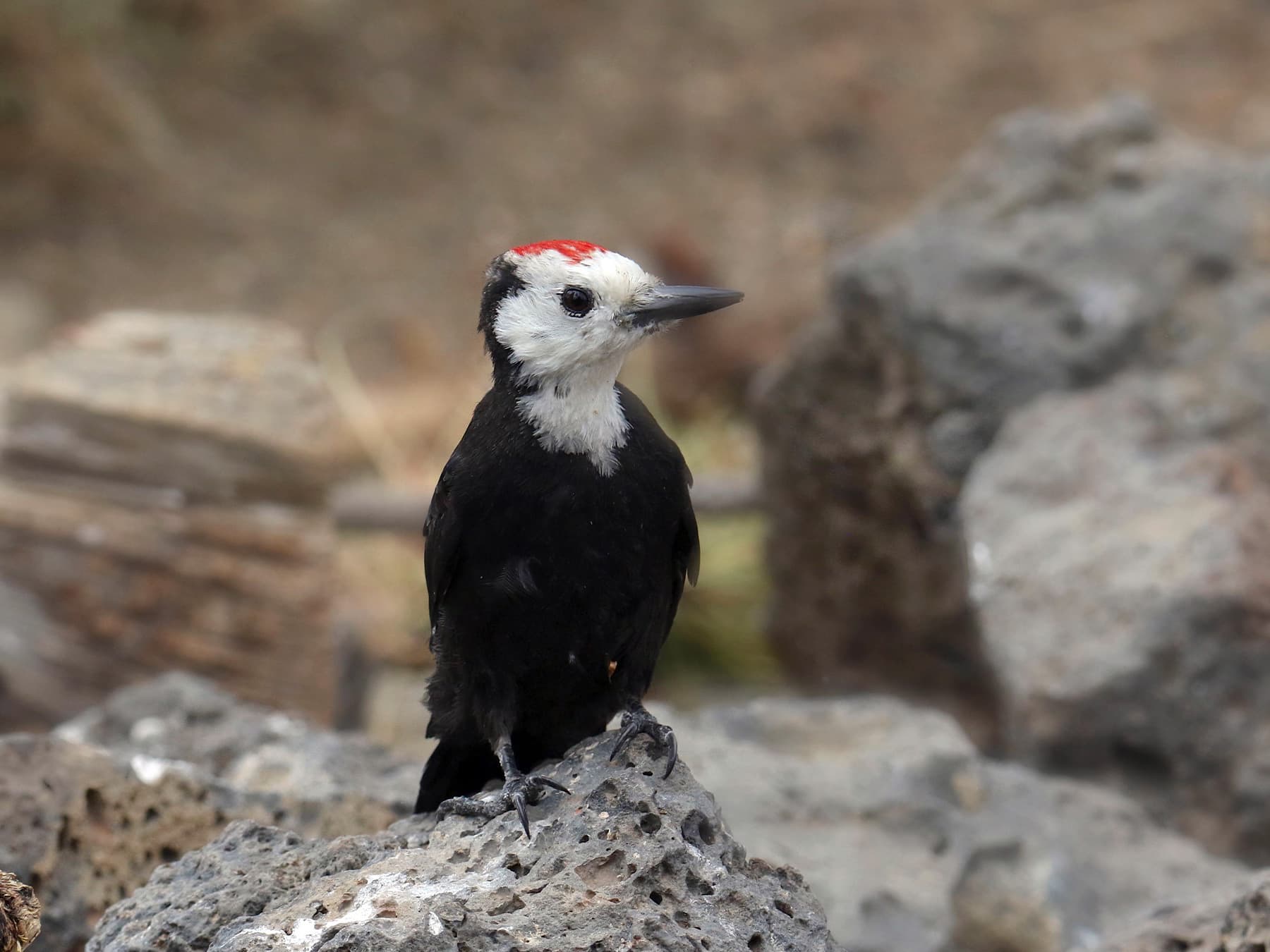 White-headed Woodpecker resting on the rocks