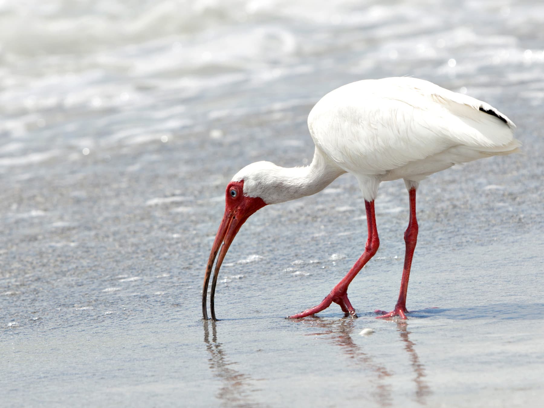 White ibis foraging on sandy beach