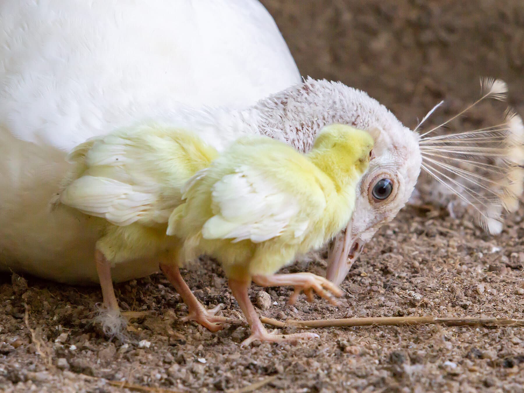 White peacock chicks