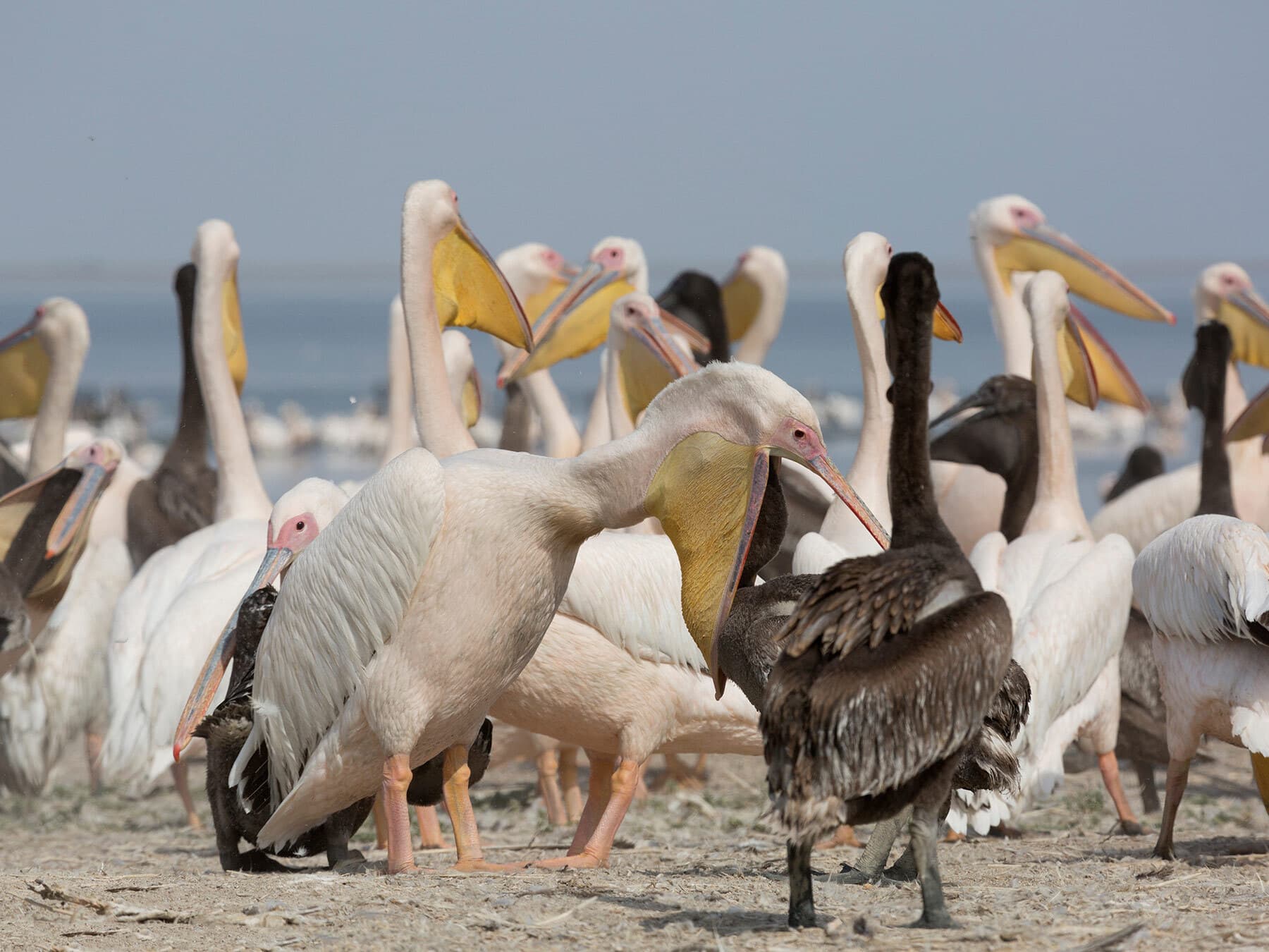 White pelican feeding chick