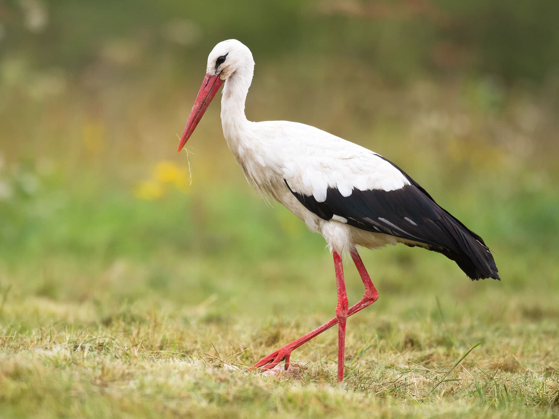 White stork