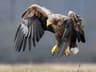 White-tailed Sea-eagle