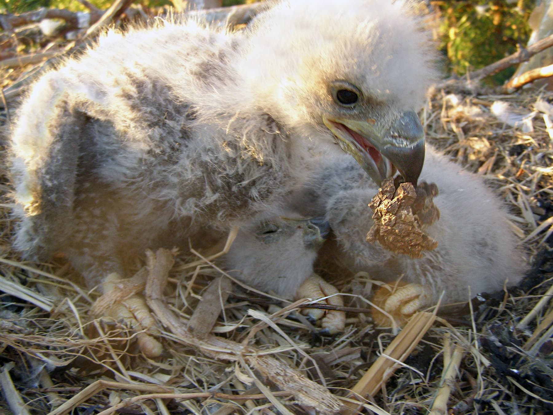 White-tailed Eagle chick feeding