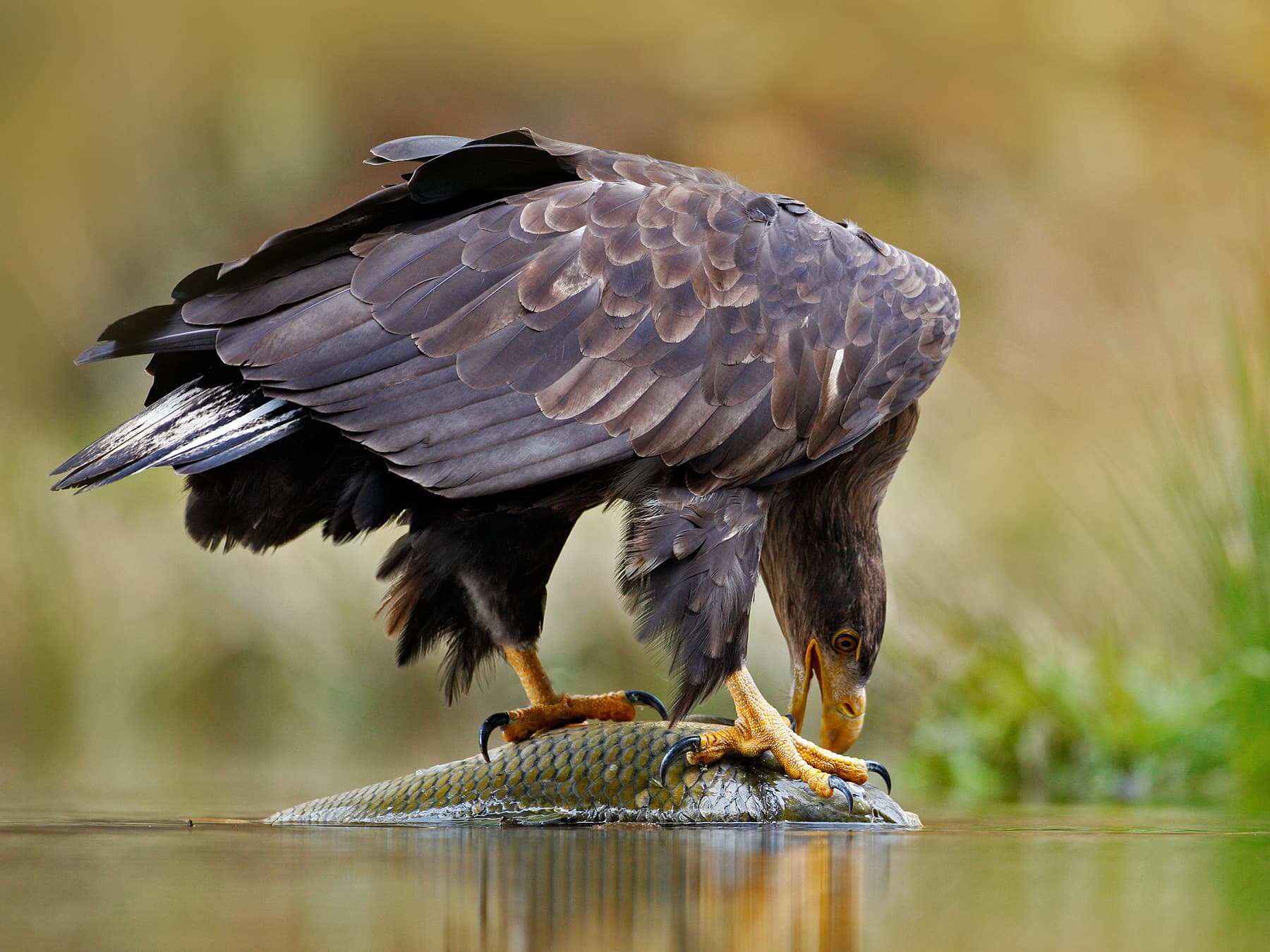White-tailed Eagle feeding on a fish