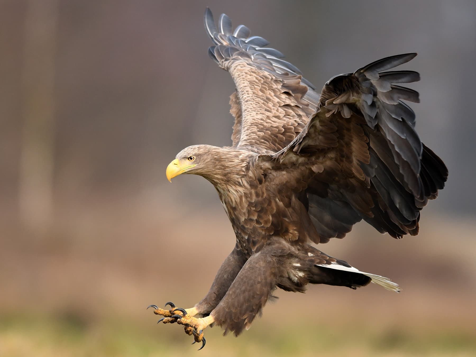 White-tailed Eagle hunting for fish