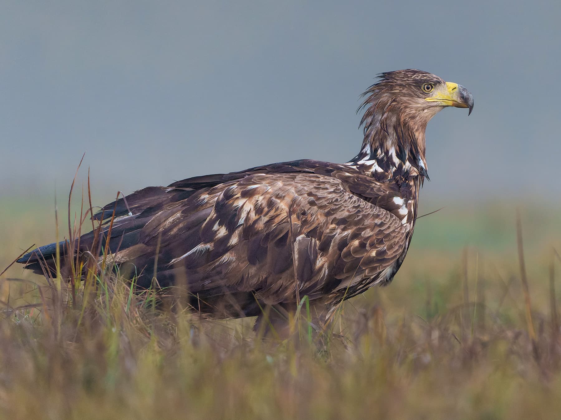 White-tailed Eagle in its natural habitat
