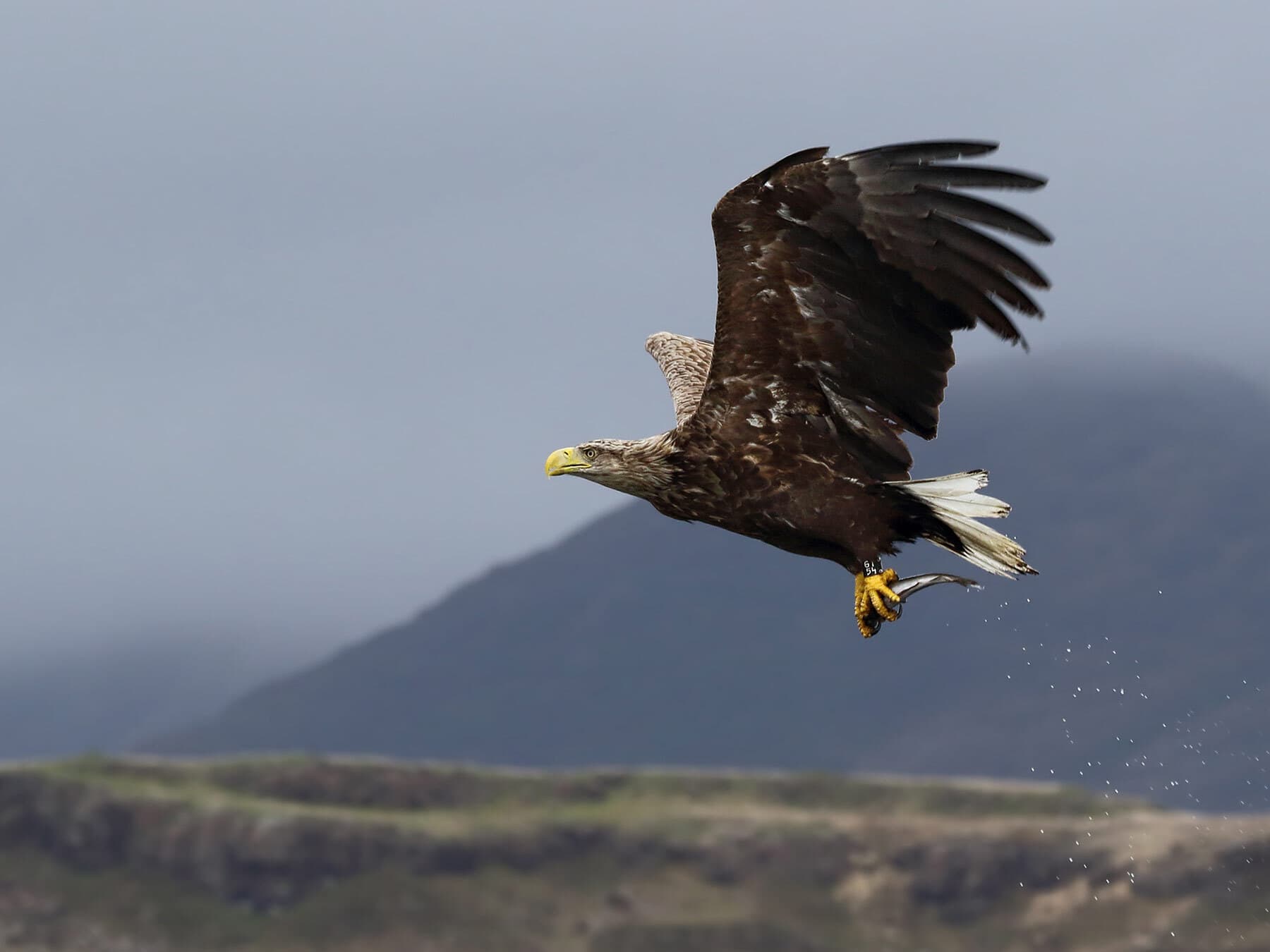 White tailed eagle isle of mull