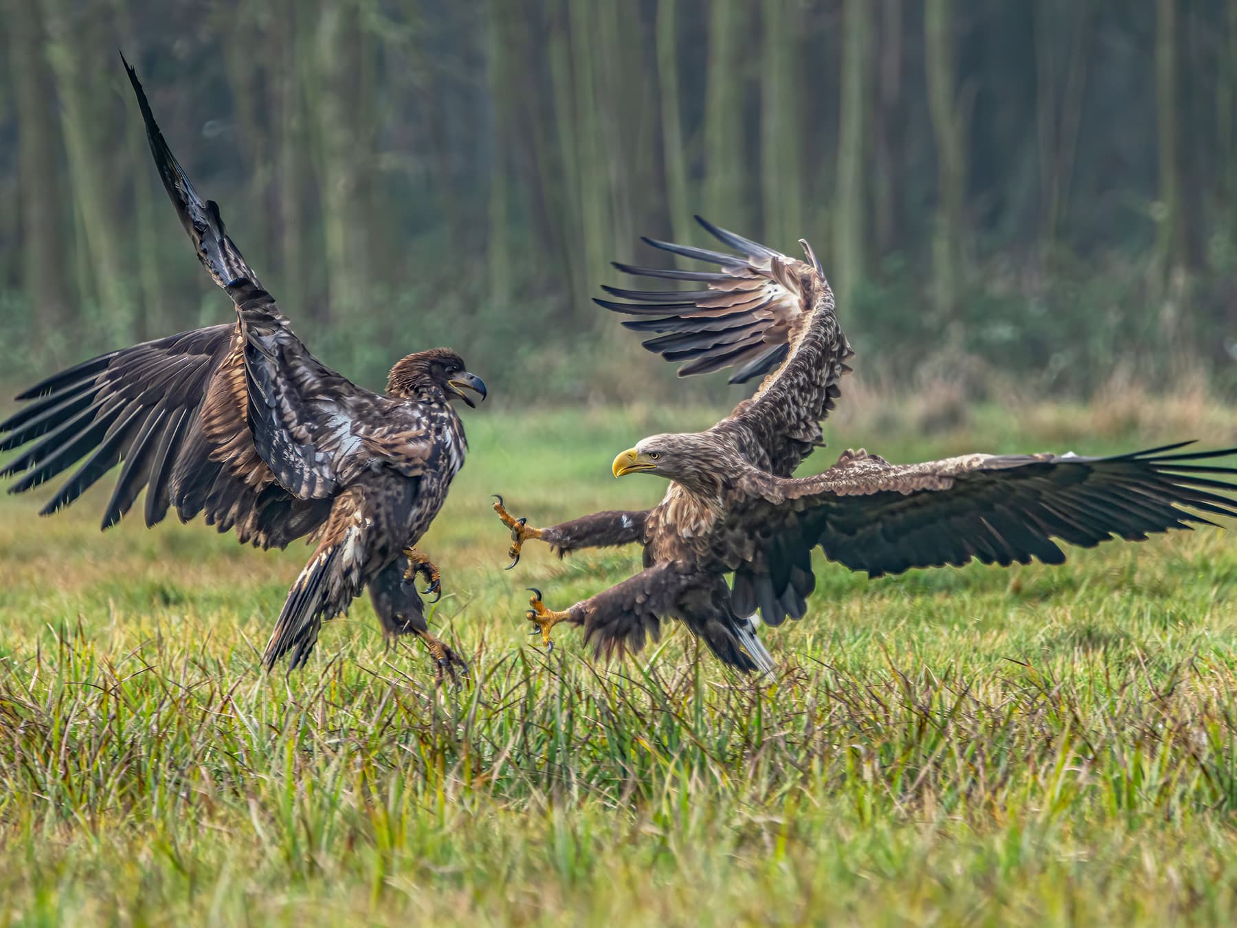 Pair of White-tailed Eagles in battle