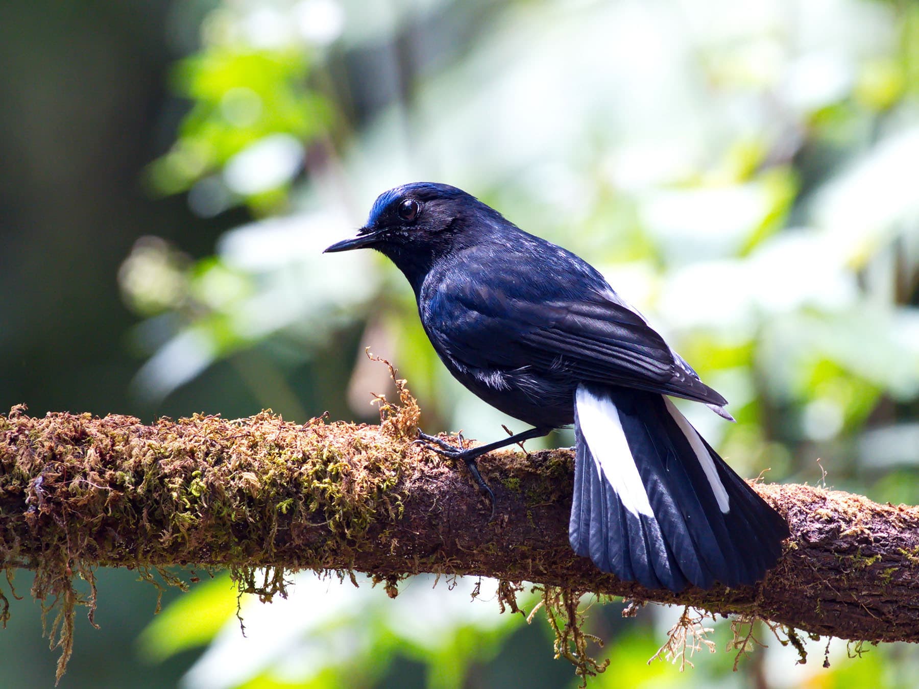 White-tailed Robin perching in tree