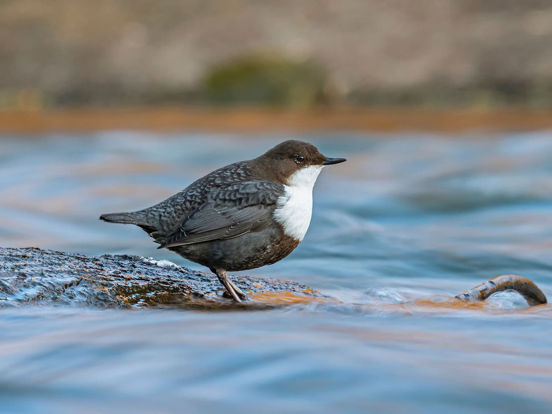 White-throated Dipper
