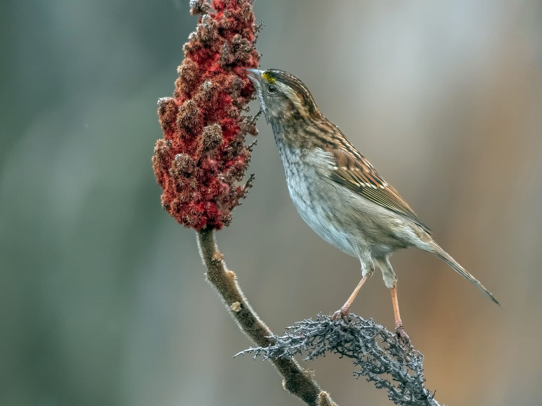 White-throated Sparrow feeding on seeds