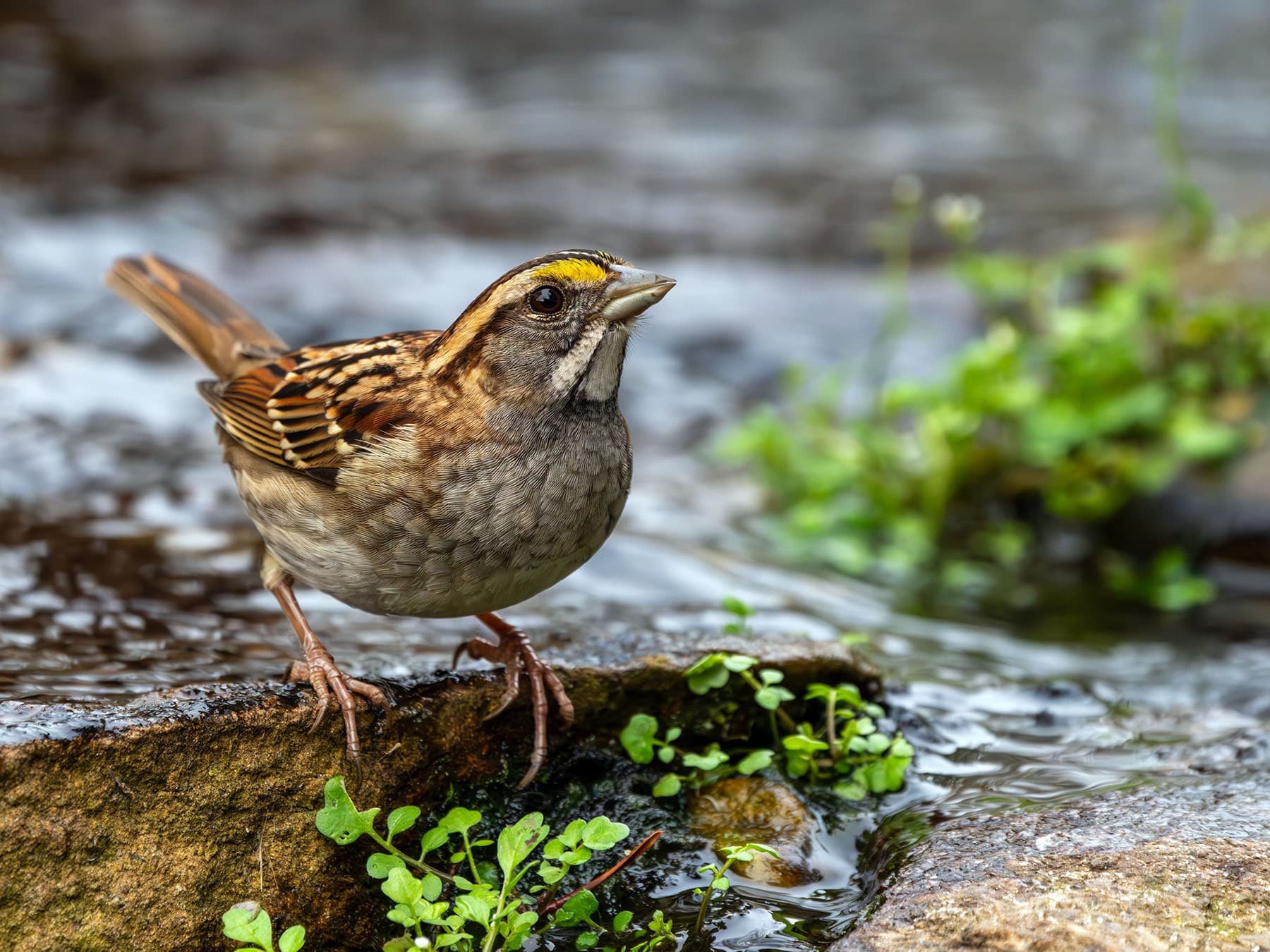 White-throated Sparrow standing on a rock in a stream