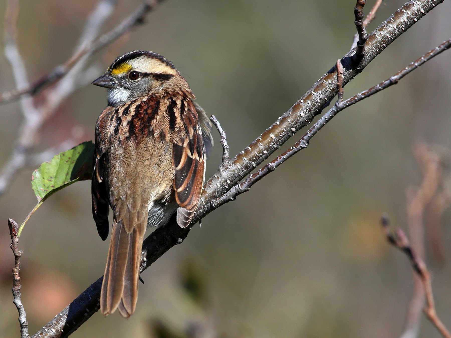 White-throated Sparrow perching on a branch