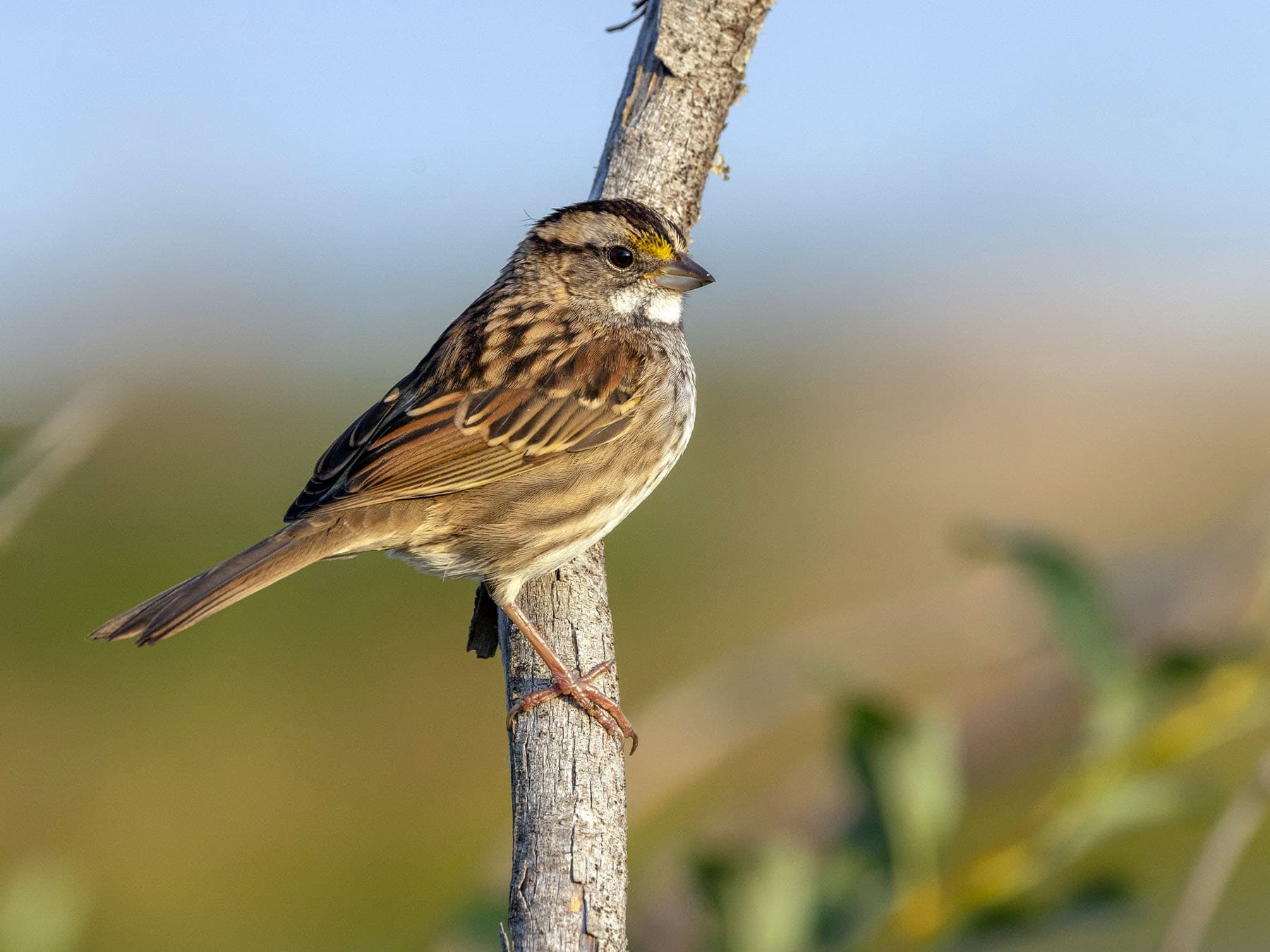 White-throated Sparrow