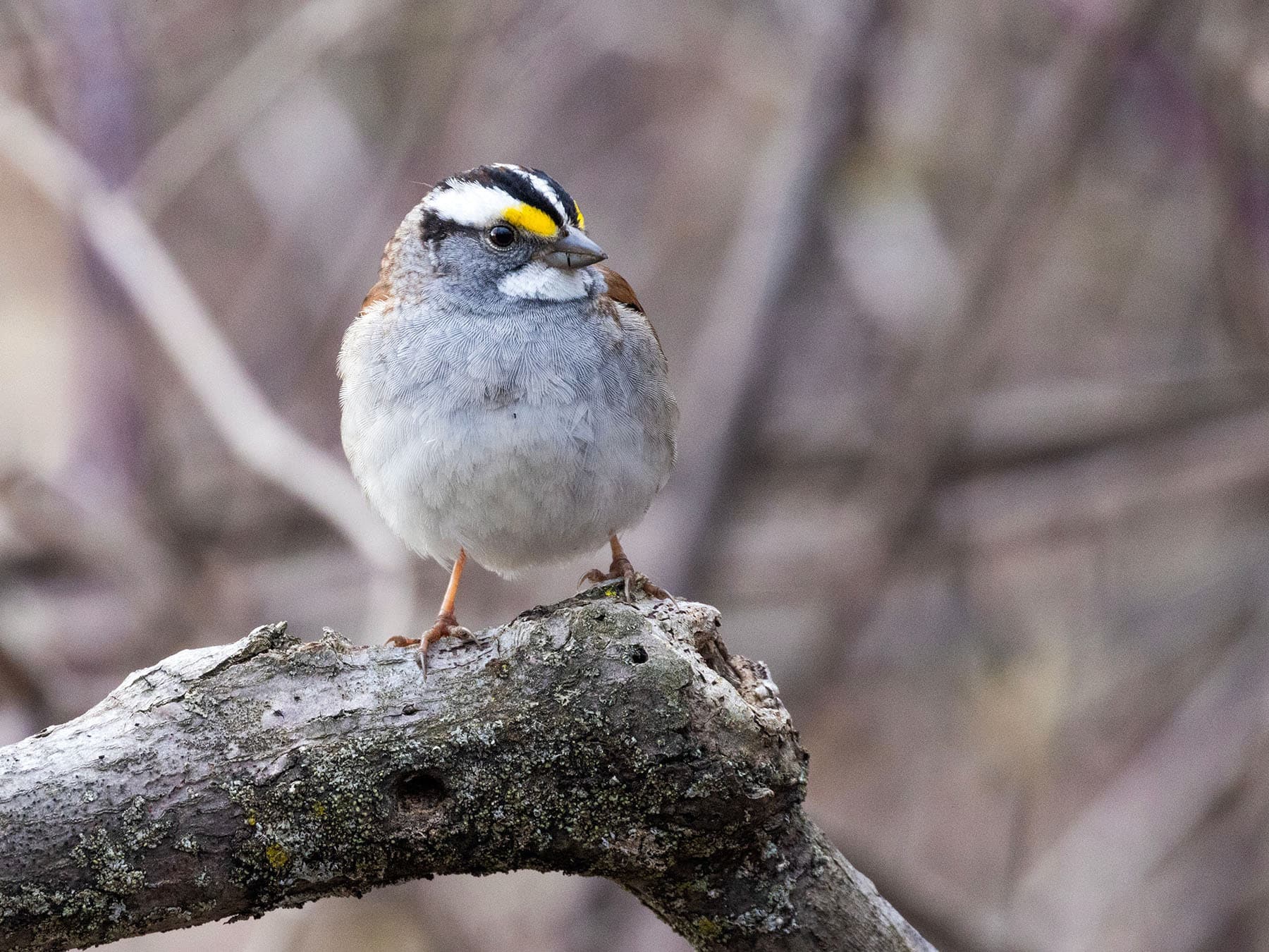 White-throated Sparrow perching on a branch