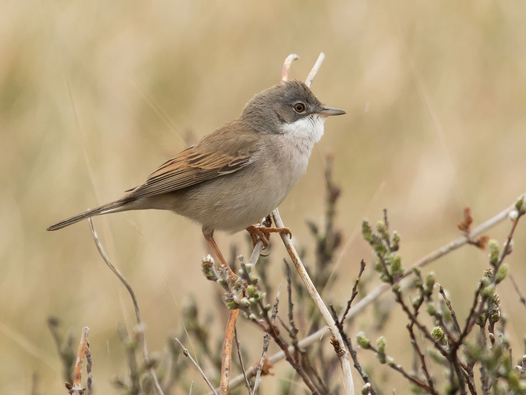 Greater Whitethroat perched in a tree