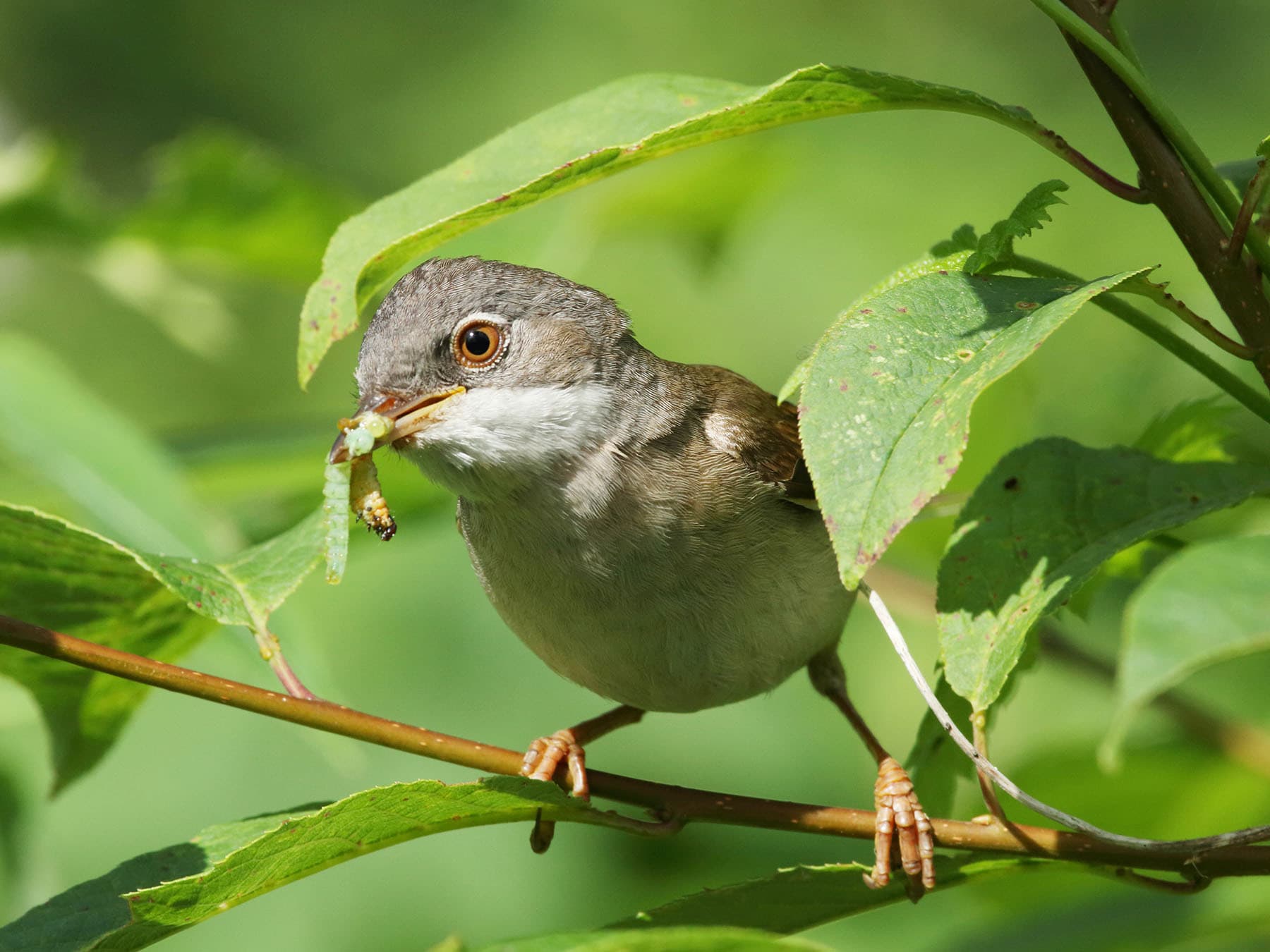 Whitethroat with a caterpillar in its beak, ready to feed hungry chicks