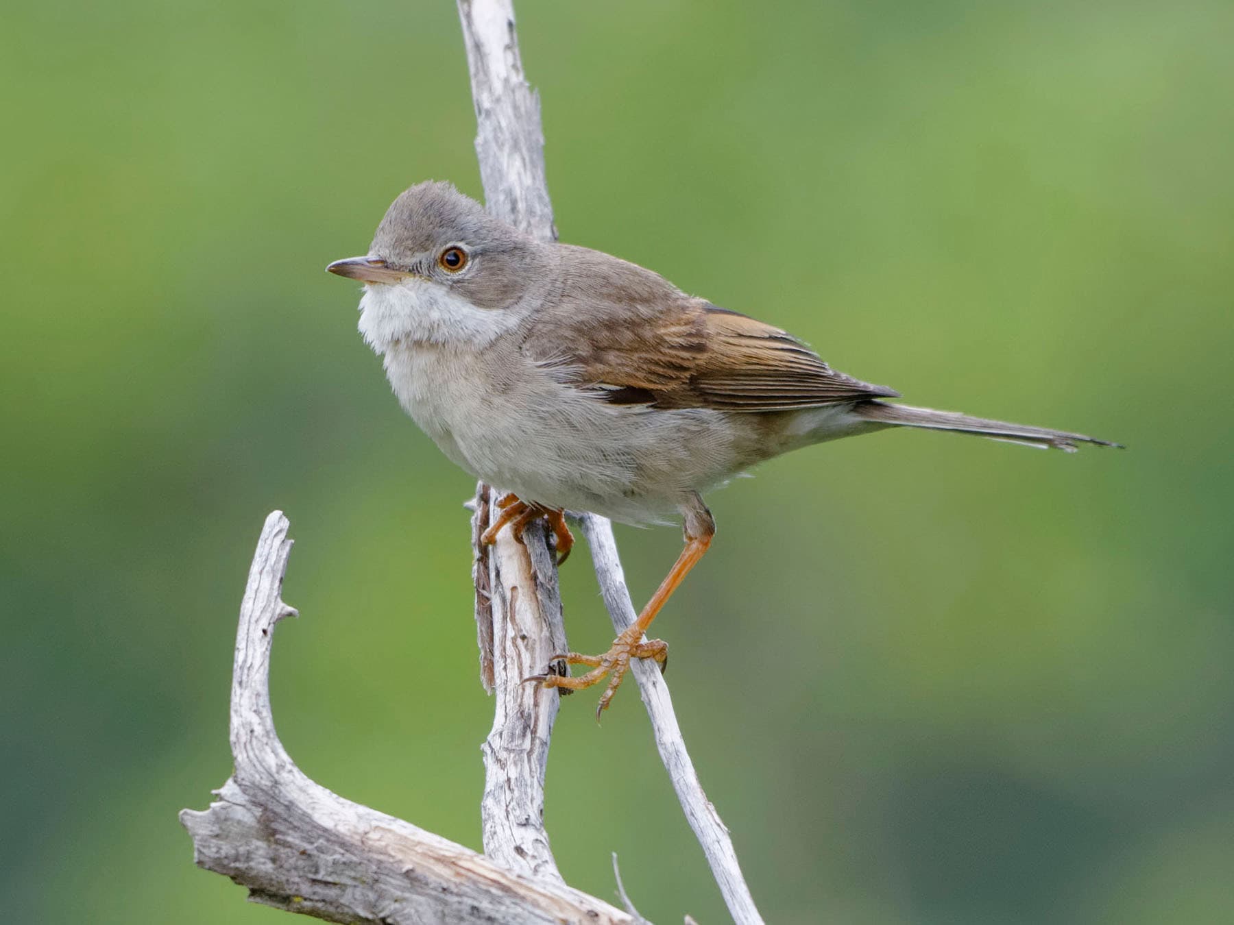Whitethroat (male) in its natural habitat
