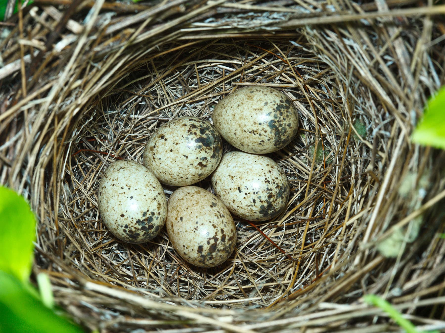 The nest of a Whitethroat, with five unhatched eggs inside