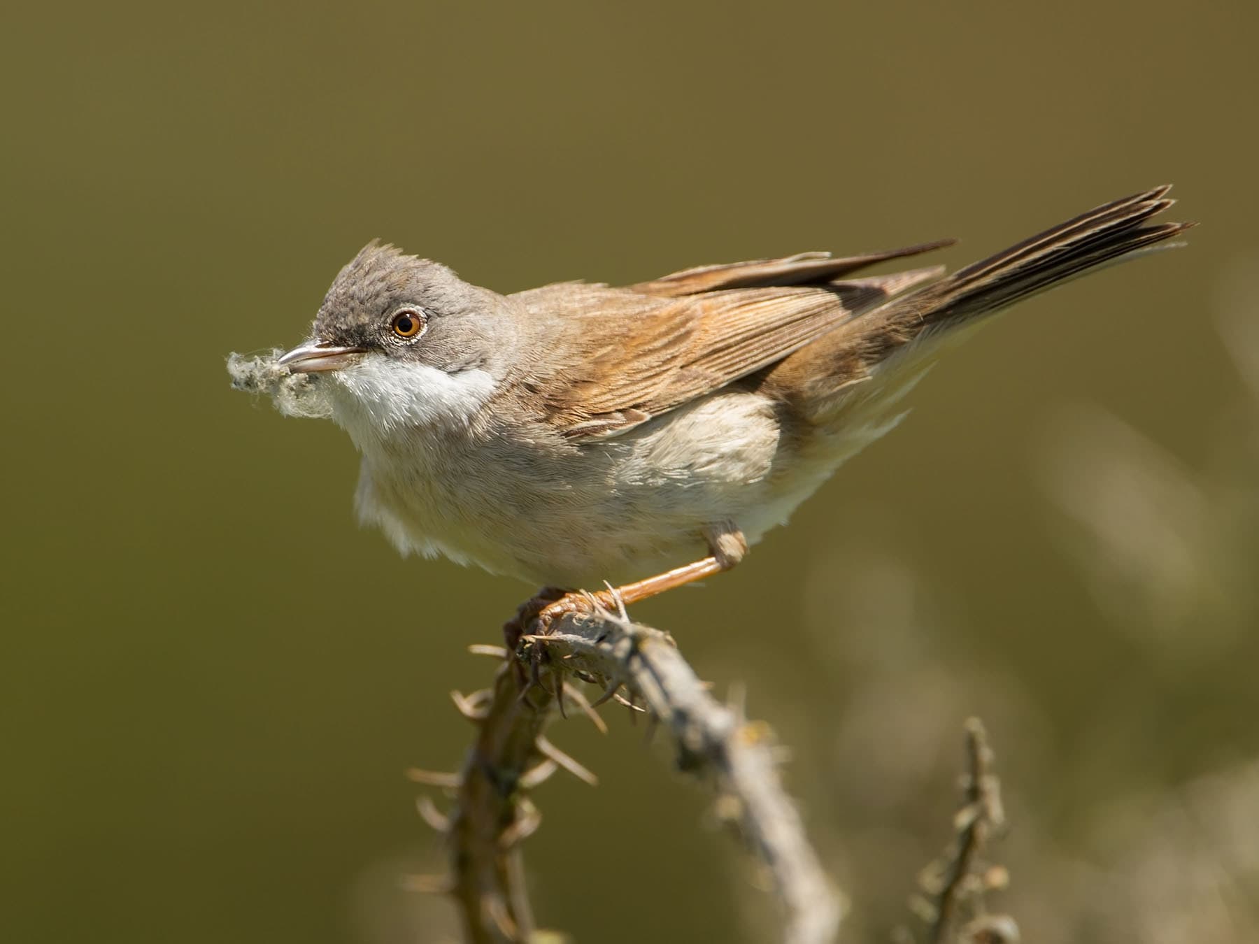 Whitethroat gathering nesting materials