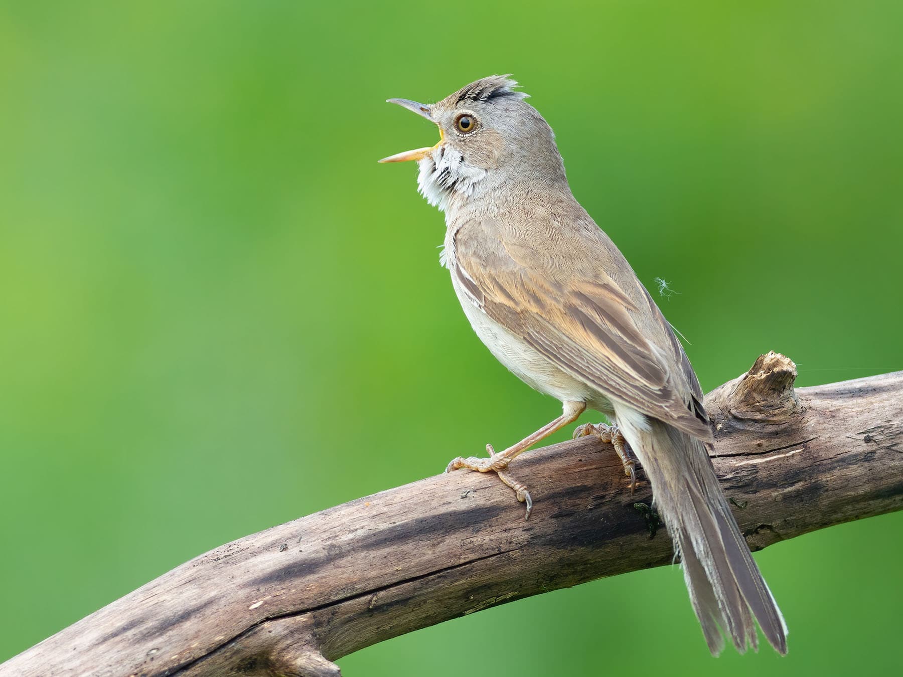 On average, Whitethroats usually live for around 2 years in the wild