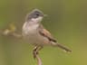 Whitethroat